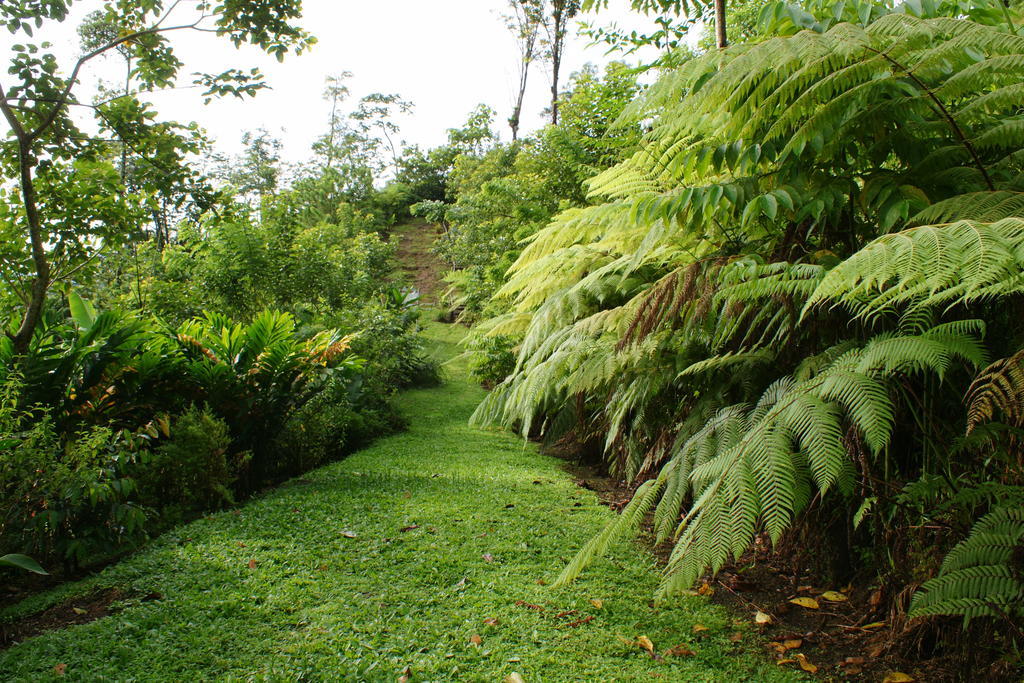 Arenal Waterfall Lodge Eksteriør billede